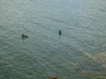(140'692) - Zwei Enten auf dem Neuenburgersee am 19.