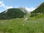 (252'106) - Alpenblumenwiese am 26.