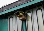 SBB/Vogelschutzverein Arch: Der seit Jahren in Arch stationierte ehemalige Mitteleinstiegwagen des Vogelschutzvereins Arch hat seinen Stammplatz verlassen und wartet nun auf einem Abstellgeleise des