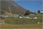 Innmitten herbstlicher Rebstöcke setzt der TPC ASD ABe 4/8 472 ist oberhalb von Aigle als R71 seine der Fahrt nach Les Diablerets fort.