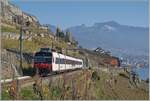 Der SBB RBDe 560 210  Domino  (RBDe 560 DO 94 85 7 210-7 CH-SBB) ist auf der Train de Vignes Strecke auf der Fahrt von Puidoux nach Vevey und zeigt sich nach dem Verlasssen des nur 20 Meter langen