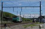 151-genve-8211-la-plaine/504098/der-westkopf-der-westlichsten-sb-station Der westkopf der westlichsten SB Station: Da La Plaine in einigen Jahren komplet umgebaut werden soll, hat man die alten Gleichstrom Fahrleitungsmasten und -Joche bei der Umstellung auf Wechselstrom beibehalten und nur der Fahrleitungsdraht ausgewechselt. Während die SNCF  37 059-9 (91 87 0037 059-9 F-SNCF) auf dem Weg nach Lausanne Triage gerade die Schweiz erreicht, wartet im Hintergrund der RABe 522 202 auf die Abfahrt als Regionalzug 11249 nach Genève.
20. Juni 2016