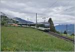 Zwei Alpina ABe 4/4 - Be 4/4 Serie 9000 sind mit nur einem Zwischenwagen bei Sonzier als Regionalzug von Zweisimmen nach Montreux unterwegs. 

2. Mai 2020