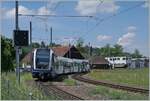 644-aarau-menziken-wynentalbahn/783964/der-aar-abe-412-73-saphir Der AAR ABe 4/12 73 'Saphir' verlässt Gontenschwil in Richtung Aarau. 

14. Mai 2022