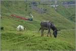 Auf der  Chuamad  an der Strecke der Brien Rothorn Bahn.