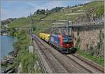 Nach einigen Problemen der Vectron Loks mit dem ETCS und der dadurch erfolgten Umdisponierung der SBB Cargo Vectron Loks auf Nicht-ETCS-Strecken, sind die SBB Cargo Vectron Loks nun vereinzelt wieder auf der Simplonlinie zu sehen, wobei sich die ziemlich neue 193 077 bei Rivaz mit ihren drei Wagen nicht ber zu viel Arbeit beklagen kann.

19. Mai 2025