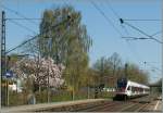 Zwei SBB Seehas Flirts auf dem Weg von Konstanz nach Engen erreichen Allensbach.