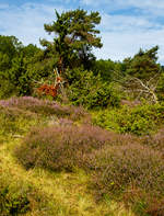 Ein Hauch von Lüneburger Heide in der Mitte Deutschlands: In der Gambach bei Burbach können Besucher die letzte große Wacholderheide des Siegerlandes.