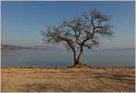 Frühjahrsruhe am Murtensee(01.03.2021)