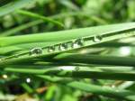 Wie Perlen auf der Schnur: Regentropfen im Gras.