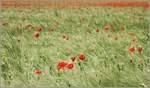 Ein Weizenfeld mit Mohnblumen 
(31.05.2023)