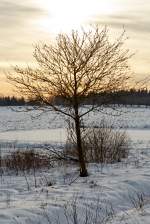   Winterzauber im Westerwald, bei Nisterberg am 05.01.2015.