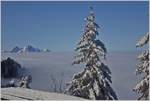 Nebel, Kälte und Schnee sorgten für eine einzigartige Winterstimmung auf dem Rigi.