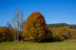 Herbstzeit im Siegerland...
Im Vordergrund (Bildmitte) eine Rotbuche mit herbstlicher Färbung bei Wilnsdorf-Rudersdorf am 28.10.2021. Die Rotbuche (Fagus sylvatica) ist ein in weiten Teilen Europas heimischer Laubbaum, in der Umgangssprache wird sie gewöhnlich als Buche bezeichnet. Für 2022 wurde die Rotbuche in Deutschland zum „Baum des Jahres“ ausgerufen.

Wobei (hinten rechts) die Fichten sollten eigentlich nicht  gefärbt bzw. abgestorben sein. Aber leider gibt es hier Zulande riesige Forstschäden durch den Borkenkäfer. Die ganzen älteren Fichtenbestände sind abgestorben und mussten bzw. müssen noch abgeholzt werden. Riesige Flächen müssen danach wieder aufgeforstet werden, nur welche Baumarten sind für Zukunft die richtigen......