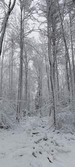 Wei�e Pracht auf dem Erinnerungsrundweg an die Ardennenoffensive von 1944/45.