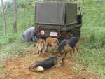(211'596) - Vier Hunde mit Steyr-Puch - CL 290'139 - am 18.