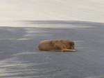 (211'893) - Hund auf der Strasse am 21. November 2019 in La Cruz