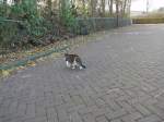 (156'992) - Eine Katze am 20.