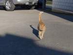(161'242) - Eine Katze kommt daher am 27.