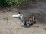 (162'641) - Katze am 26.