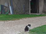 (179'298) - Eine Katze am 2.