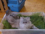 (183'651) - Katze Waris am 20.