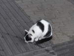 (197'429) - Eine Katze am 14.