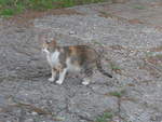 (207'042) - Katze am 3.