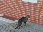 (207'404) - Katze am 5. Juli 2019 in Sofia