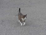 (209'530) - Katze am 9.