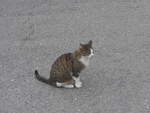 (209'531) - Katze am 9.