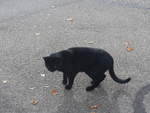 (221'755) - Katze am 11.