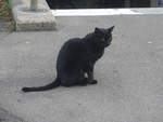 (221'756) - Katze am 11.