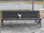 (222'332) - Katze auf dem B�nkli am 21.