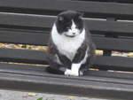 (222'334) - Katze auf dem B�nkli am 21.