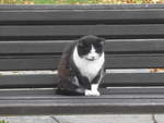(222'335) - Katze auf dem B�nkli am 21.