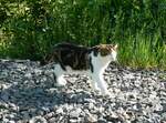 (234'544) - Katze am 15.