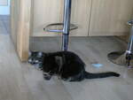(239'445) - Kater Shaggy am 23.