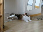 (239'446) - Katze Nimerya am 23.