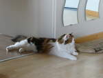 (239'447) - Katze Nimerya am 23.