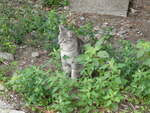 (241'351) - Katze am 14.