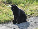 (247'053) - Katze am 9.