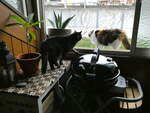 (248'257) - Kater Shaggy + Katze Nimerya am 8.