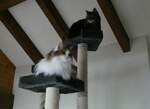 (248'355) - Katze Nimerya + Kater Shaggy am 11.