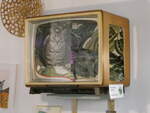(249'254) - Kater Cesar macht es sich gem�tlich im alten Fernseher am 29.