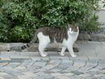 (251'067) - Katze am 5.