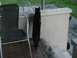 (255'419) - Kater Shaggy am 18.