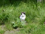 (263'190) - Katze am 26.