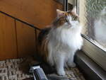 (269'394) - Katze Nimerya am 26.
