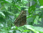 (211'523) - Schmetterling im Danaus am 17.